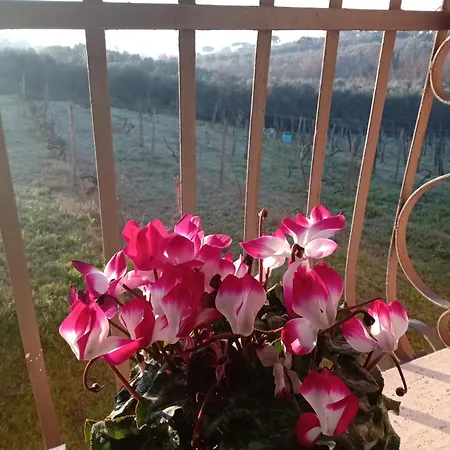 Poggio Agli Ulivi Frascati