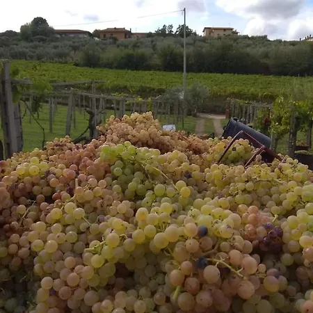Alojamento de Turismo Rural Poggio Agli Ulivi *